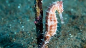 О морском коньке.  Развивающее видео