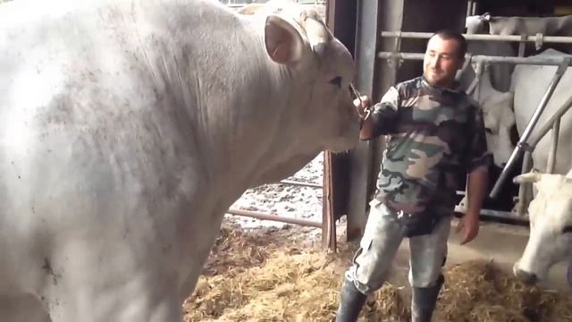 Italian Chianina Bull - Toro Chianino [1/3] смотреть онлайн