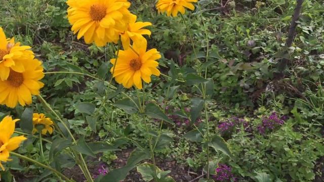 Гелиопсис Heliopsis Summer Nights смотреть онлайн