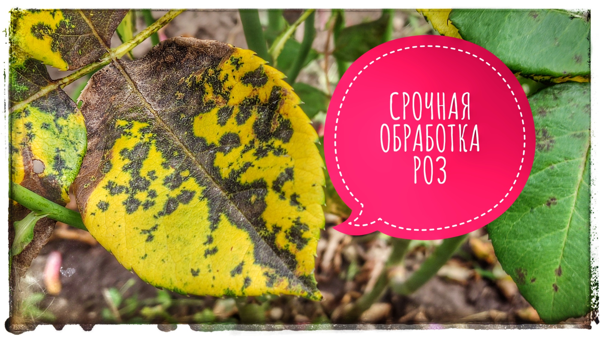 На розах появились черные пятна на листьях, что делать? Черная пятнистость роз. Розоводство. смотреть онлайн