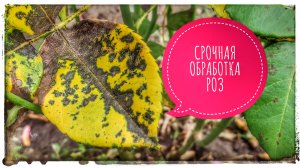 На розах появились черные пятна на листьях, что делать? Черная пятнистость роз. Розоводство.