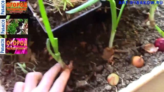 Секреты Профессионального Творца