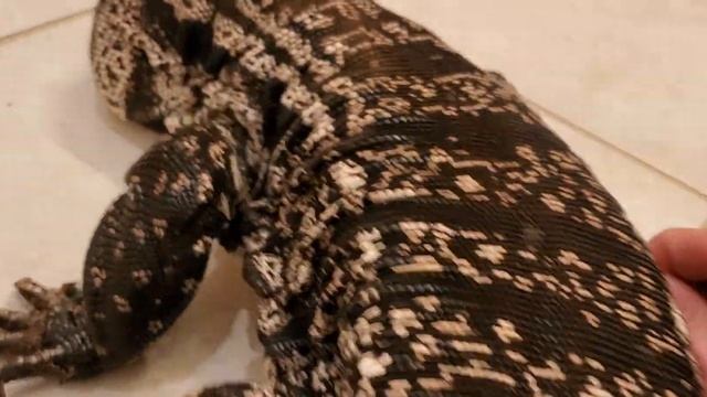 Helping Tegu with shed смотреть онлайн