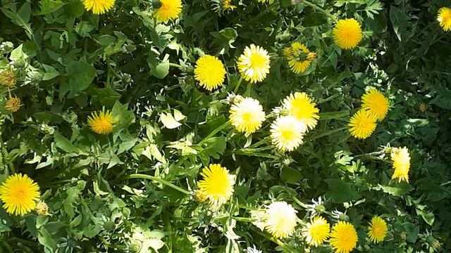 Одуванчик💛У каждого дня свой аромат..Пусть сегодня пахнет счастьем.🌞. смотреть онлайн