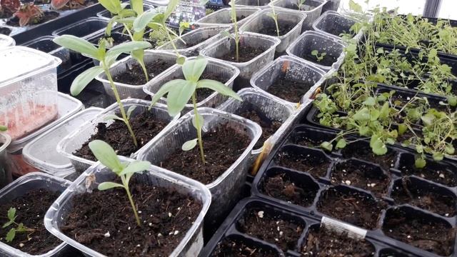 Моя теплица на 2 марта 2019 г.Часть 2. Обзор. смотреть онлайн