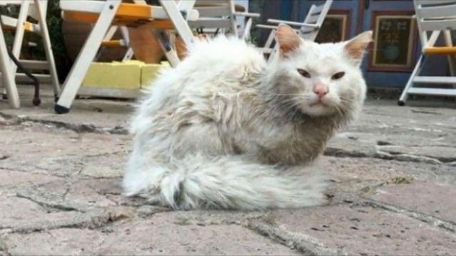 Кот преодолел полмира, чтобы вернуться в семью