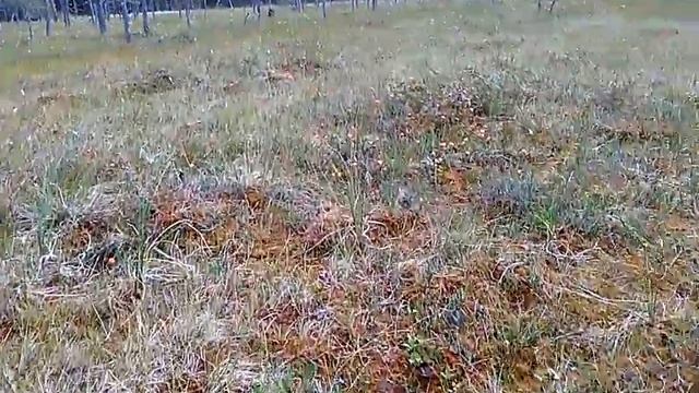Морошка 2016. Выходили таки)) смотреть онлайн