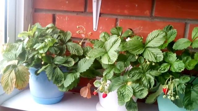 Земляника на балконе смотреть онлайн