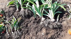 Амариллис в огороде осень