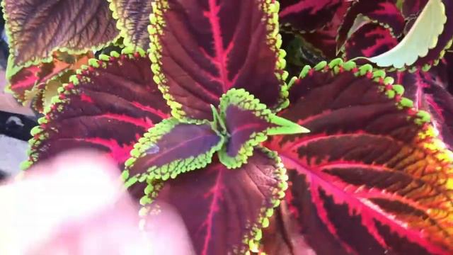 (Video 48) How to Keep Your Coleus Plant Looking Great |Coleus Feeding, Pruning, and Fall Care. смотреть онлайн