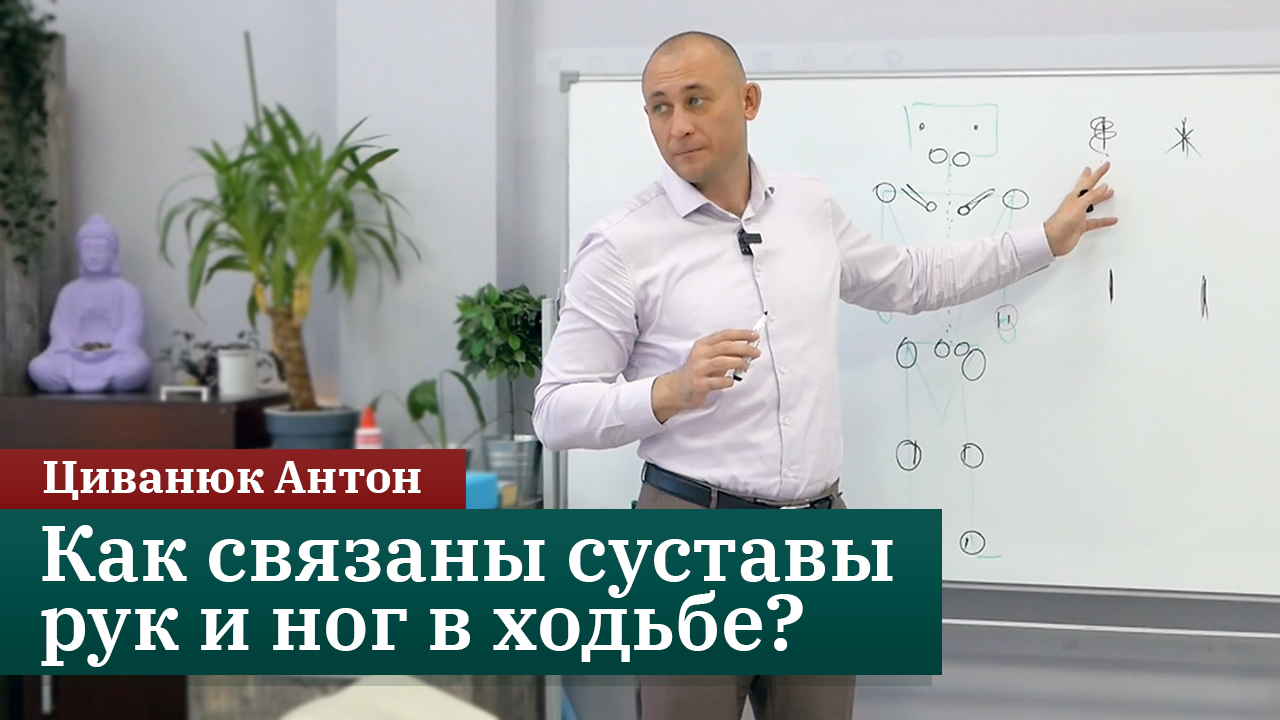 Лигаментозные и реактивные взаимосвязи в паттерне шага. Прикладная кинезиология. Циванюк Антон смотреть онлайн