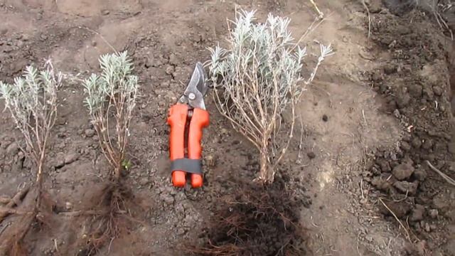 Как укореняю туи и самшит на даче. смотреть онлайн