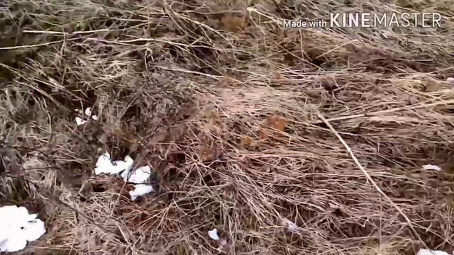 МеталлоКоп и снова хорошие находки. смотреть онлайн