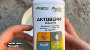 Как избавится от огневки на самшите быстро и эффективно