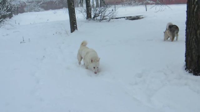 ЛАЙМА И СОБОЛЬ ГУЛЯЮТ В ГОРОДЕ!!! смотреть онлайн