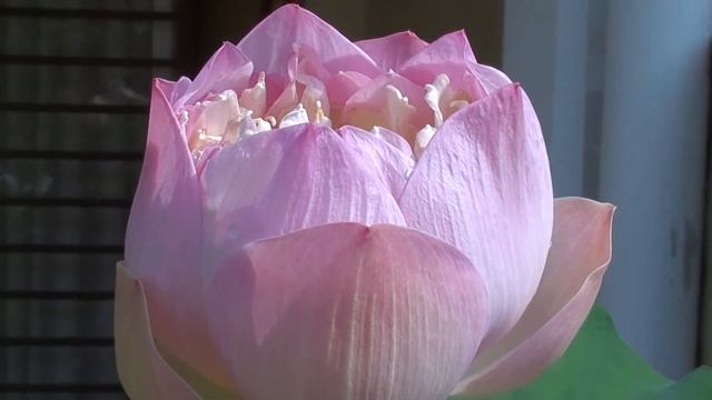 SONY HDR-XR150E TESTING смотреть онлайн