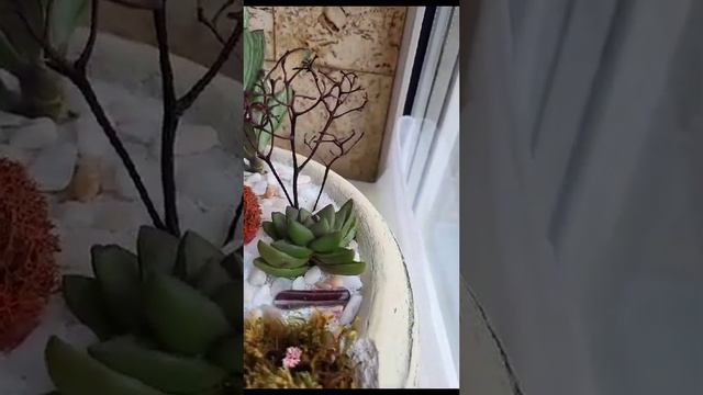 композиция с живыми суккулентами. Без повторов. сделаю на заказ другие варианты. Новосибирск. смотреть онлайн