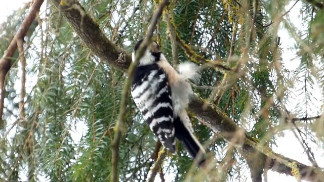 Малый пестрый дятел. смотреть онлайн