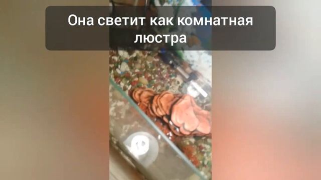 Лечение опухших глаз у черепахи?? смотреть онлайн