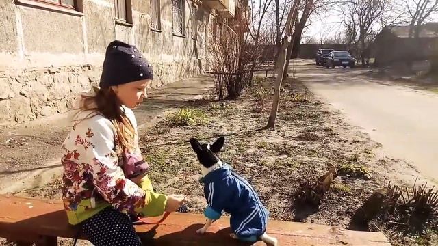 КАК НАУЧИТЬ СОБАКУ КОМАНДАМ СИДЕТЬ И ЛЕЖАТЬ ЗА 5 МИНУТ? ЛУЧШИЕ СОВЕТЫ смотреть онлайн