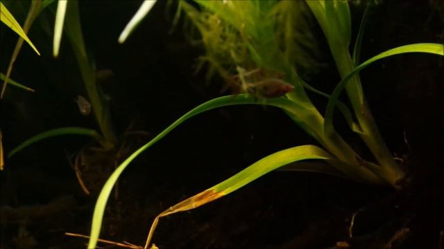 Жемчужный гурами - Trichopodus leerii. Содержание гурами, биотоп, кормление смотреть онлайн