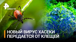 В России обнаружили новый вирус Хасеки, передающийся от клещей / РЕН Новости