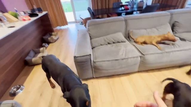 Проверка из Москвы… РАЗОБЛАЧЕНИЕ ALFABULLS. Вся правда об этом питомнике! Шок контент