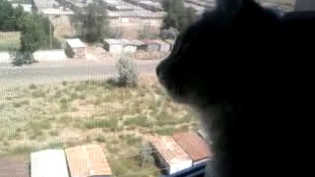 Как зделать кошки массаж смотреть онлайн