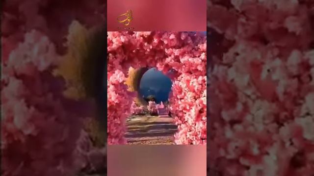 Шейх Мишари Рашид сура-42 Аш-Шура (Совет) #kuran#zakirnaik #kuran#sunnah#коран