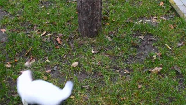 Хорек (Зефир и шарик) смотреть онлайн