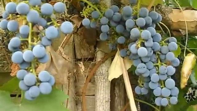 Сорт винограда Аметистовый.