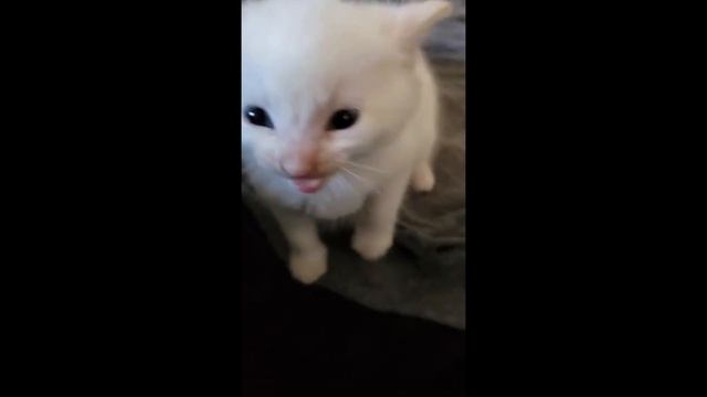 Hi Herbert but it's gothic 1/2 orc смотреть онлайн
