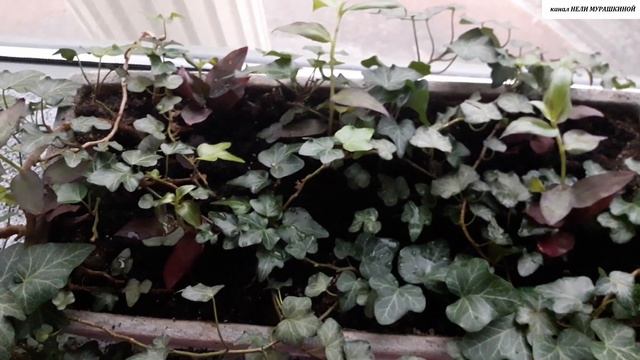 КОМНАТНЫЕ  РАСТЕНИЯ  ЗИМОЙ. Как изменяется внешний вид ТРАДЕСКАНЦИИ при недостатке света.