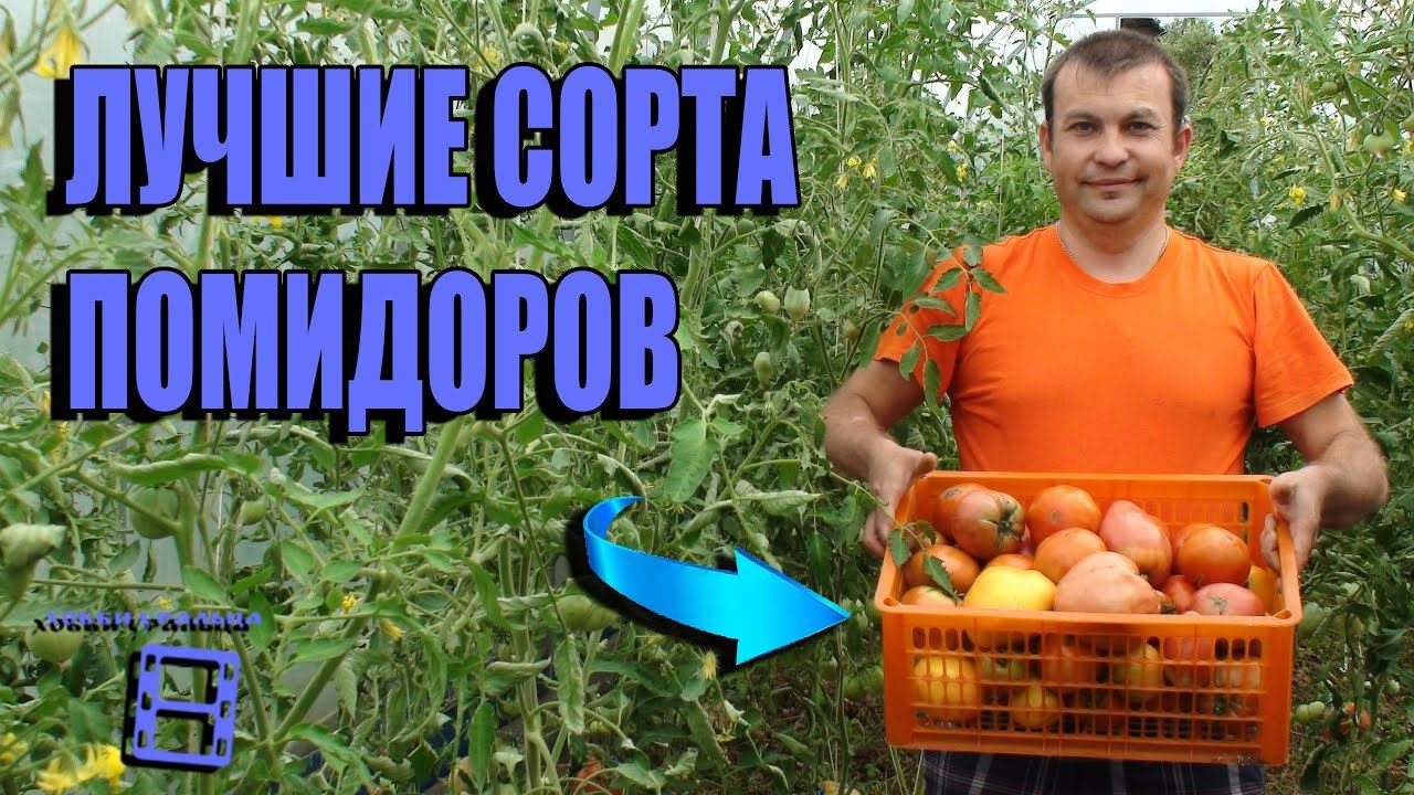 ЛУЧШИЕ СОРТА И ГИБРИДЫ ПОМИДОРОВ (ТОМАТОВ) В НАШЕЙ ТЕПЛИЦЕ. САД (ОГОРОД) И ТЕПЛИЦА смотреть онлайн
