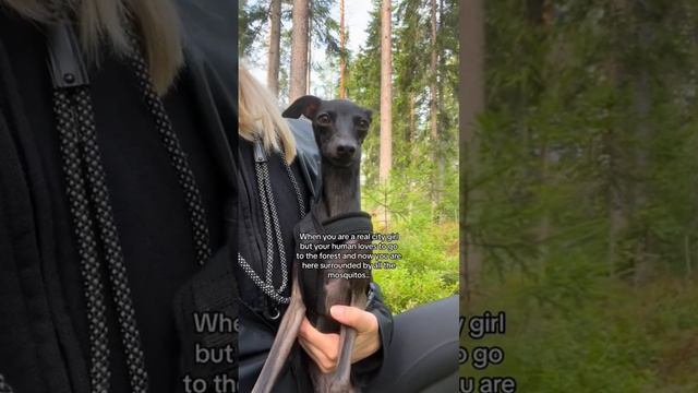 When you bring an Italian Greyhound to the forest. 💁🏼♀️ #iggy #doglife #dogmomlife смотреть онлайн