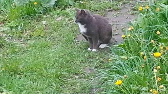 Весна, кошки и любовь смотреть онлайн