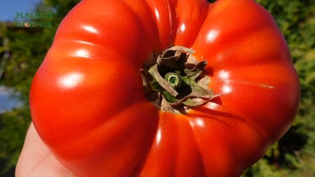 Томат БУФФАЛОСТЕЙК F1. Обзор сортов ТОМАТОВ! смотреть онлайн