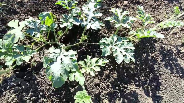 Гуси в садочке🦢 Помидоры тазиками🍅 Ремонт коридора💪😏 Потайная дверь😍Дом на Кубани смотреть онлайн