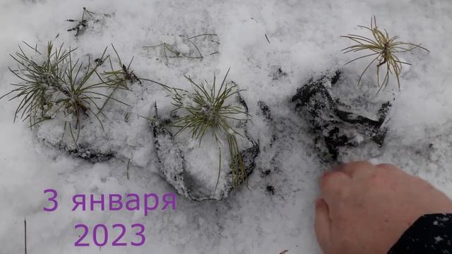 Как зимуют кедры двухлетки смотреть онлайн