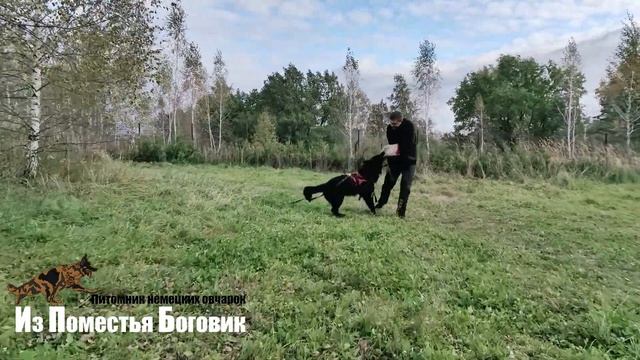 СОФТНЕС ФЛИНТ ЯГУАР зарисовки с тренинга 06.10.2023 (немецкая овчарка черная Д/Ш) смотреть онлайн