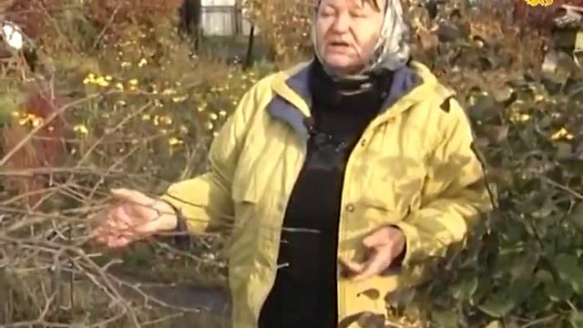 Укрытие яблонь с помощью ведра без дна смотреть онлайн