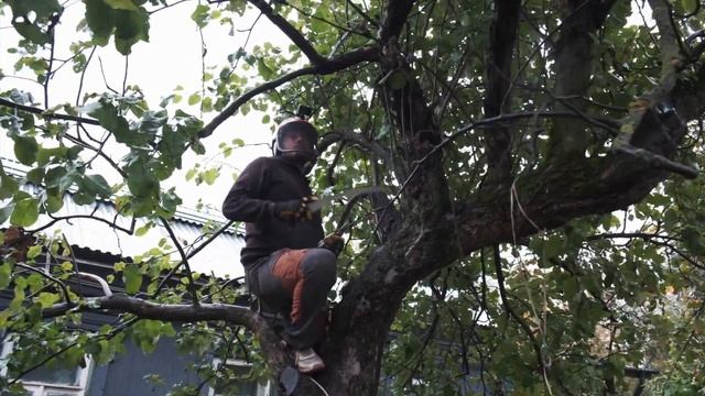 Обрезка яблони. Отзыв клиента.