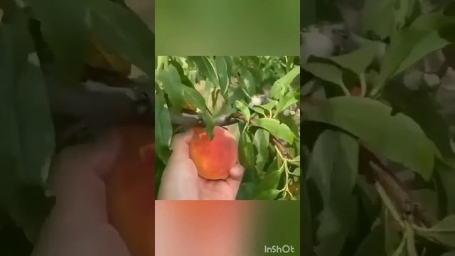 Garden life ll world top 10 flower and fruit and some pictures смотреть онлайн