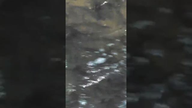 Herring are running at the Brewster MA herring run смотреть онлайн