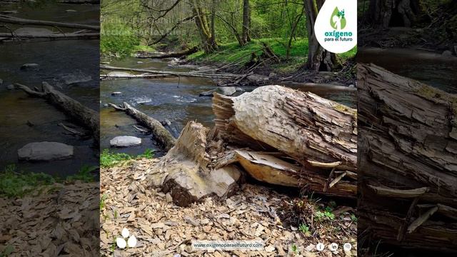 Los ríos son la principal reserva de agua dulce que tenemos | Oxígeno para el Futuro | #RetoEcuador смотреть онлайн