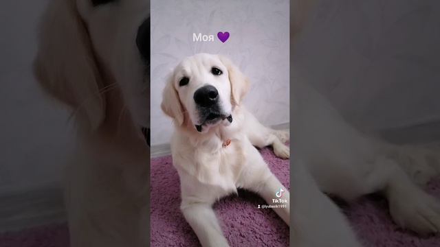 Самая лучшая собака/ собака/питомец