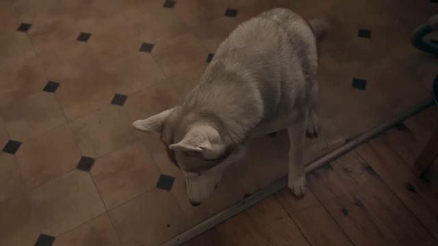 Canon EOS M RAW video 1920x1080. Holi the dog смотреть онлайн