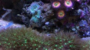 Кормление кораллов | Морской аквариум