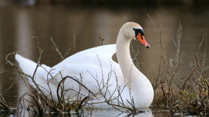 «Лебяжий». Природный заказник в черте Минска