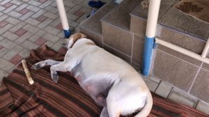 Беременность и роды лабрадора